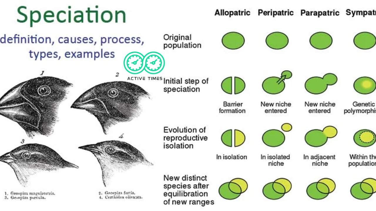"speciation"